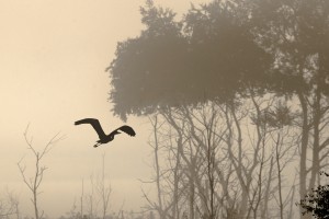 Great Blue Heron on a Foggy Morning